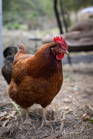 chicken